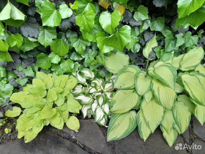 Хоста растение