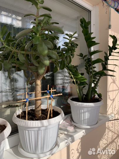 Замиокулькас