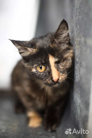 Котенок Августа