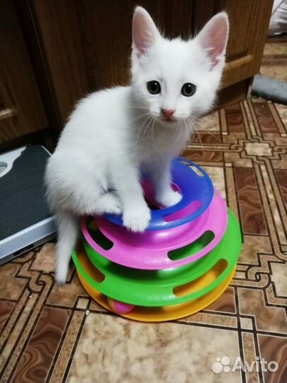Отдам котят