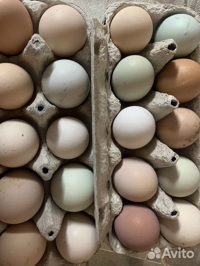 Цыплята на заказ