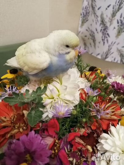 Волнистый попугай