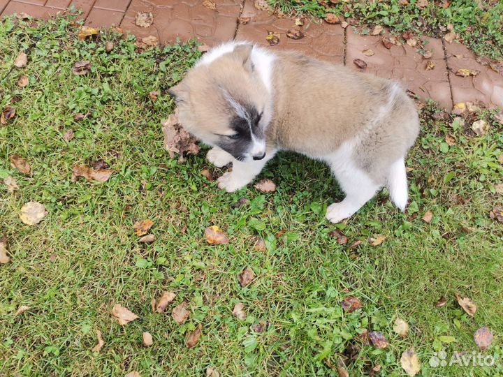 Щенок лайки