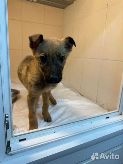 Щенки в клинике нужен дом или передержка