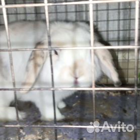Клетки для кроликов купить в Москве недорого, цены, отзывы | интернет-магазин Доберман