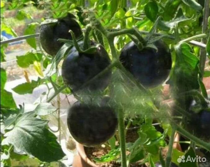 Рассада томатов