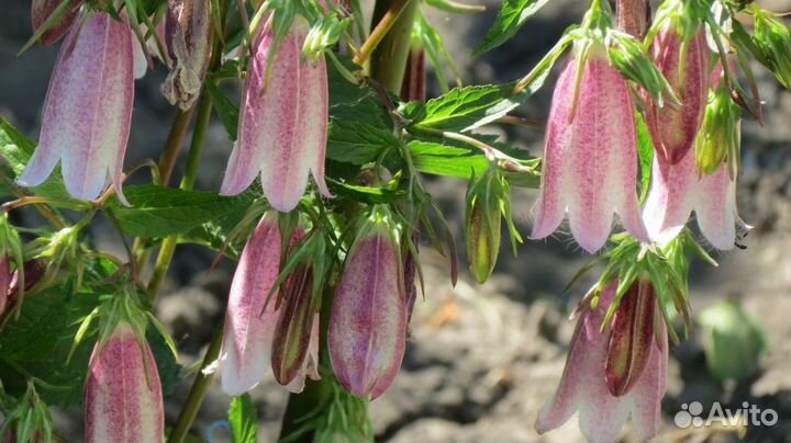 Рассада многолетних цветов