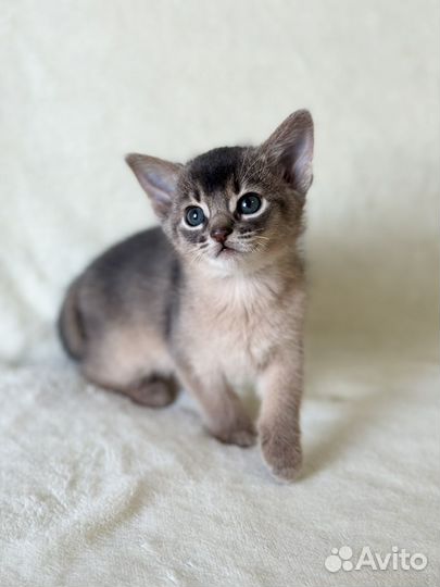 Абиссинские котята