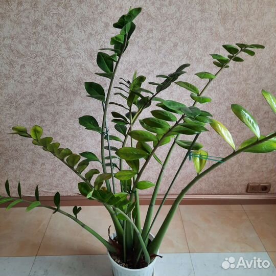 Замиокулькас (Долларовое дерево)