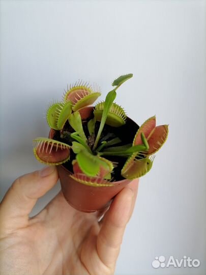 Дионея и другие насекомоядные