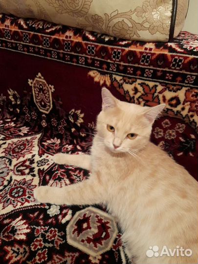 Кошка в добрые руки