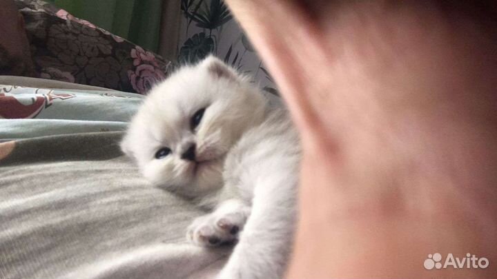 Шотландский кот вязка
