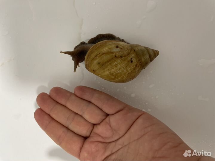 Улитки ахатины большие