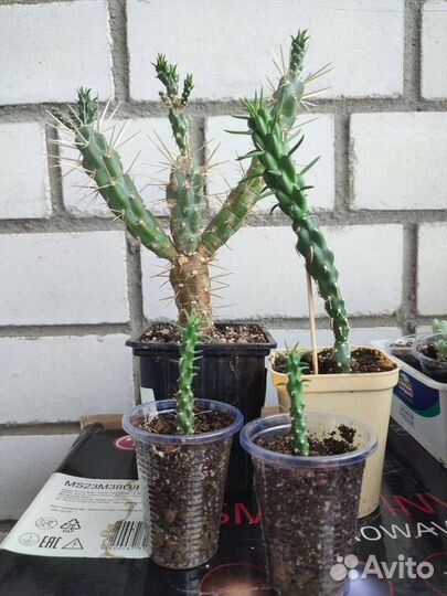 Austrocylindropuntia