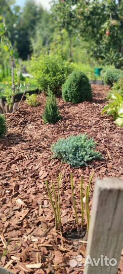 Мульча кора лиственницы