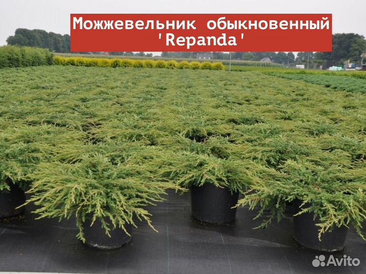 Можжевельник обыкновенный Repanda С3 20-30
