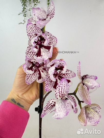 Восхитительная орхидея биглип пелор