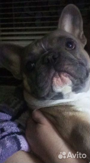 Французский бульдог, вязка