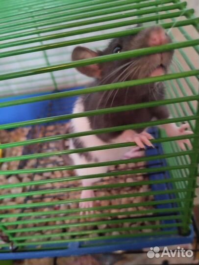 Крыса дамбо мальчики