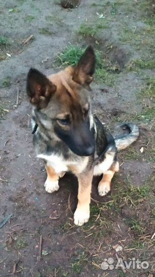 Умер хозяин.собака в дар в добрые руки