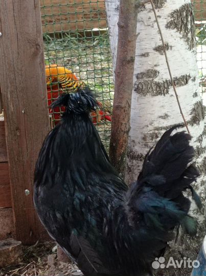 Куры петухи