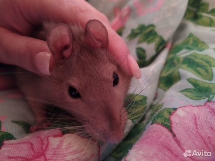 Няня для животных