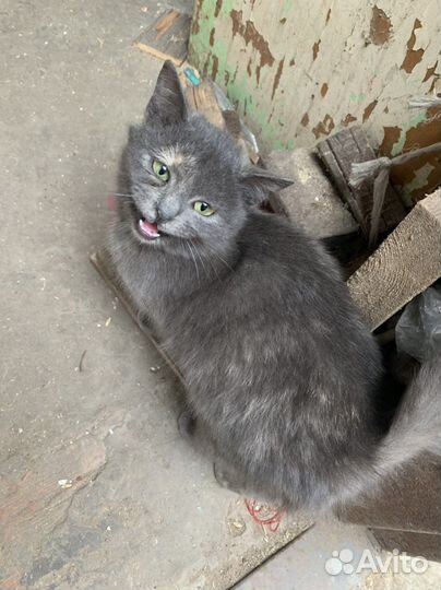 Молодая кошечка