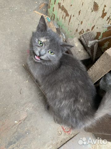 Молодая кошечка