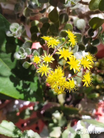 Комнатные цветы