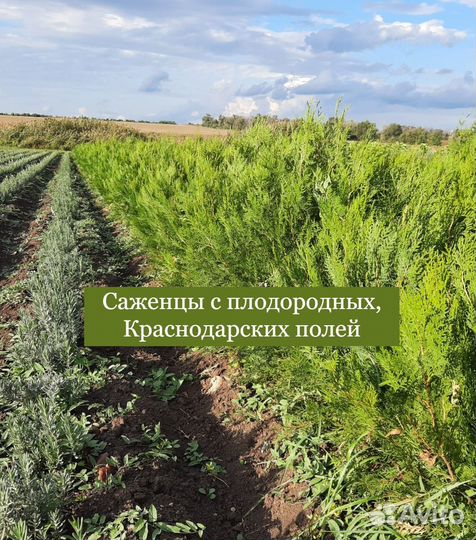 Туя для изгороди / саженцы