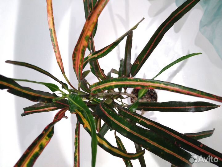 Краби Сисом