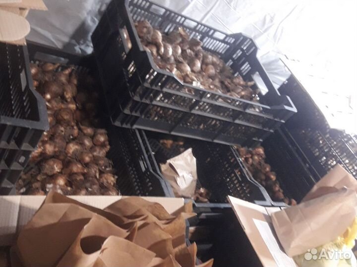 Луковицы тюльпанов