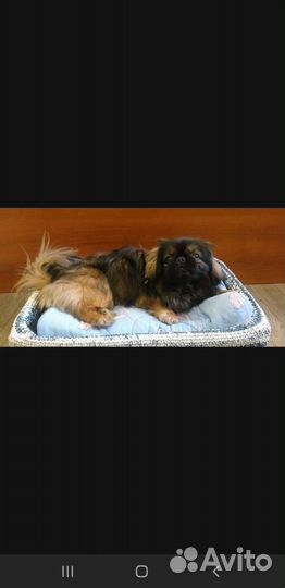 Вязка пекинес