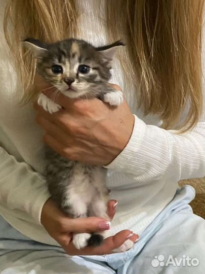 Котята в добрые руки бесплатно