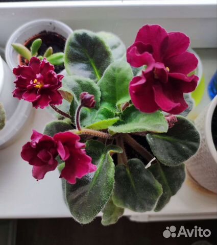 Фиалка детки