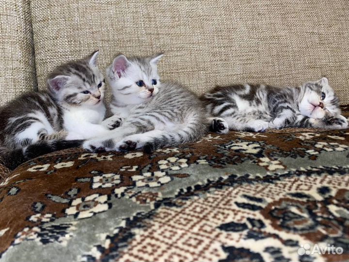 Шотландские котята