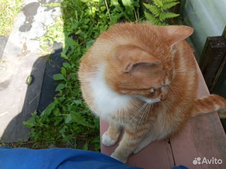 Рыжее солнышко