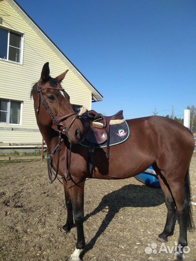 Постой лошадей