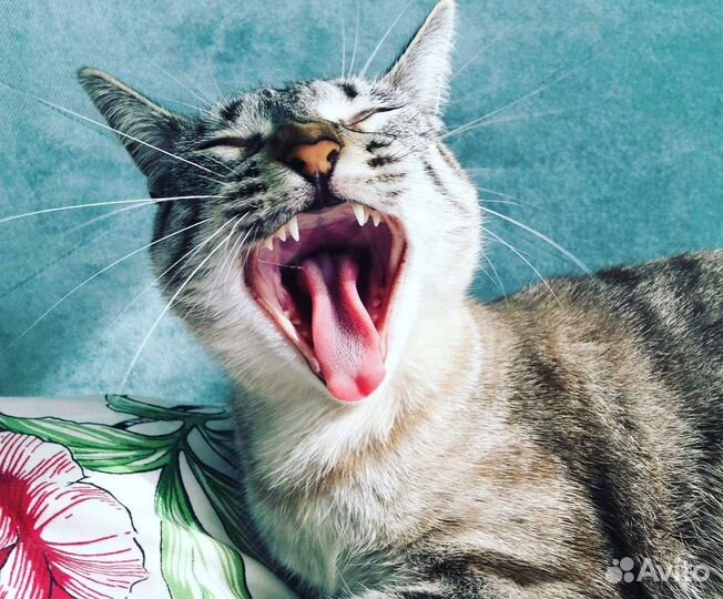 Кошечка Ася