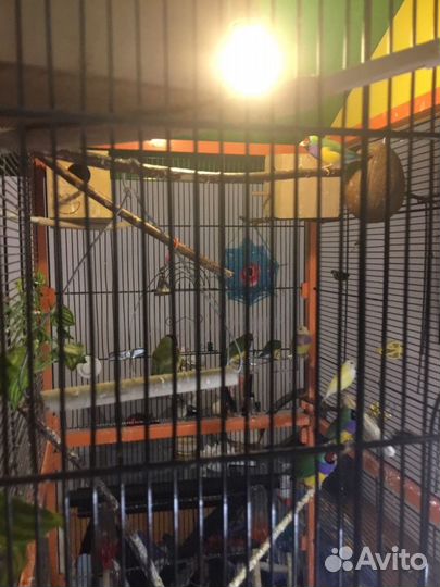 Яркий вольготный Вольер для птиц 1м75 см х 90 см х