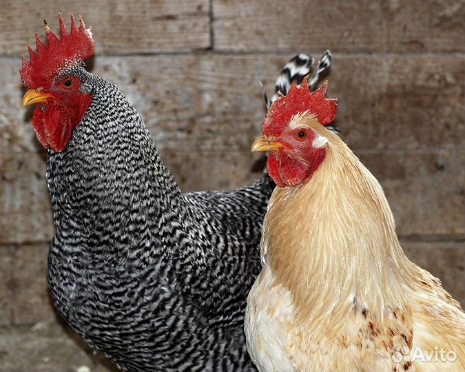 Молодые куры несушки