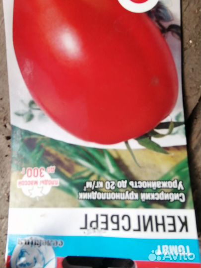 Рассада помидор