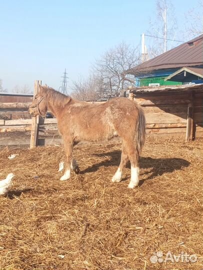 Продажа лошадей