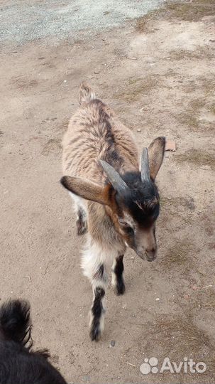 Козел на племя