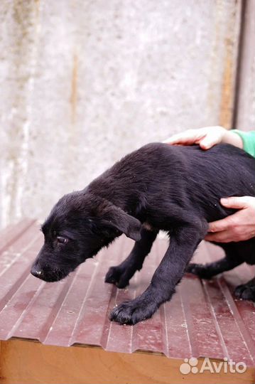 Щенок Блэкки