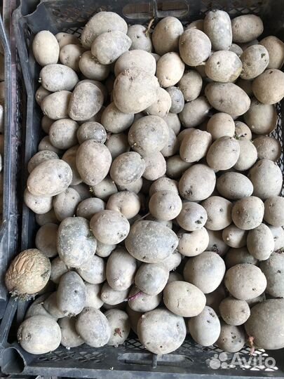 Семенной картофель