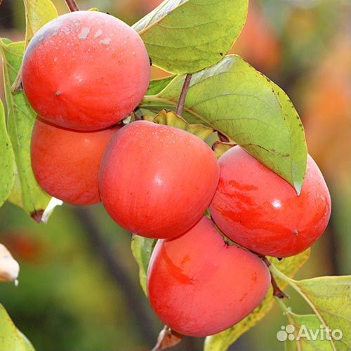 Саженцы хурмы (Шарон, гора Говерла, Инжирная)