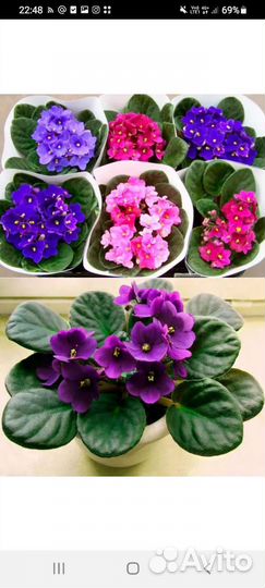 Фиалка в горшках