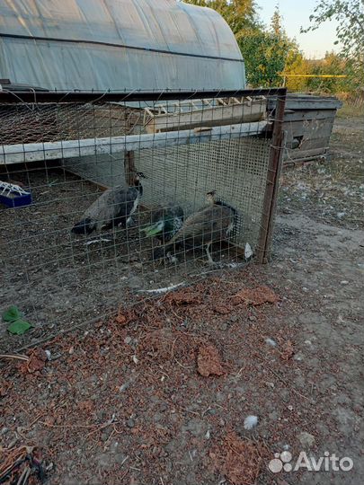 Павлины, мальчик и две девочки