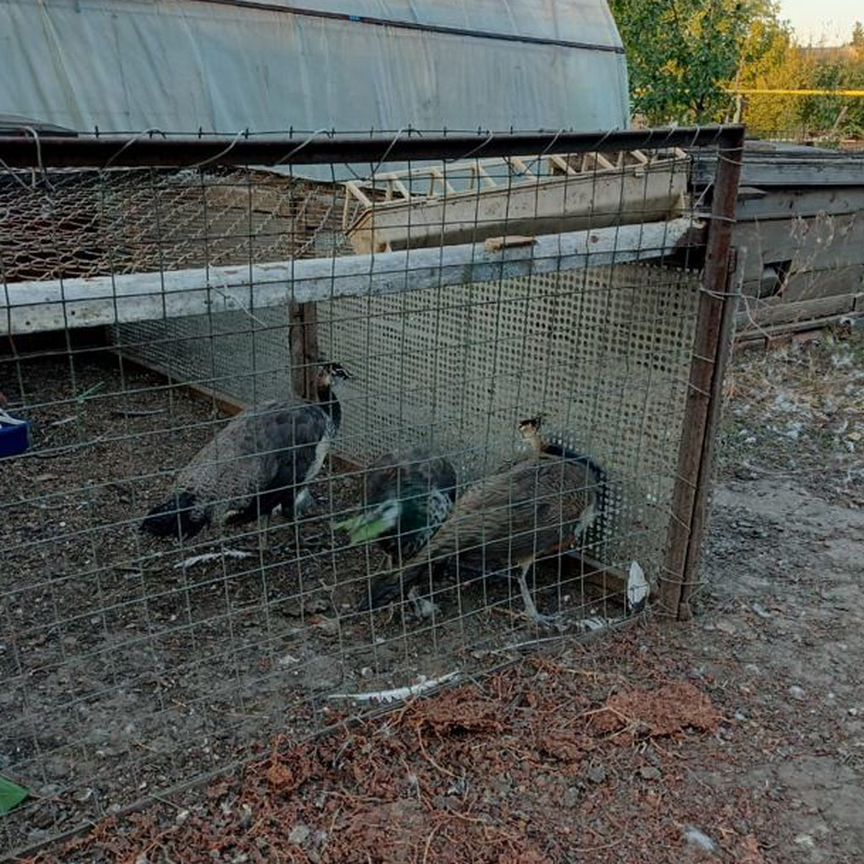 Павлины, мальчик и две девочки